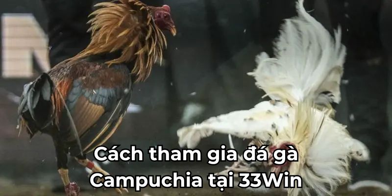 Cách tham gia đá gà Campuchia tại 33WIN