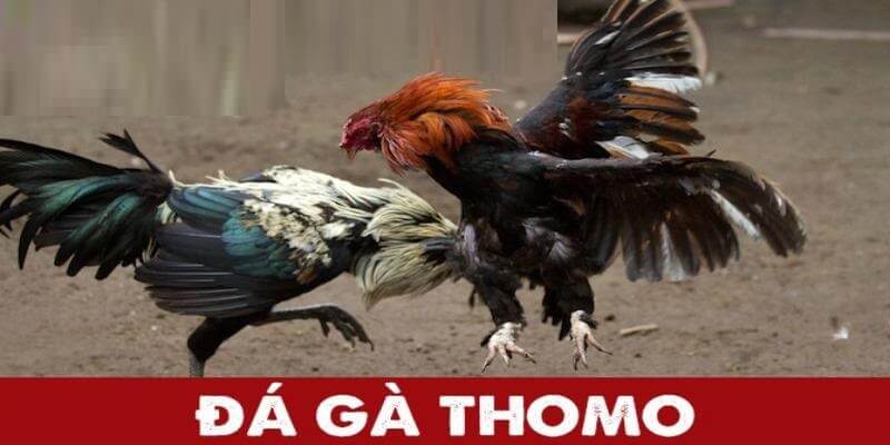 Đá Gà Thomo 33WIN - Mẹo Cược Dễ Dàng Kiếm Tiền Nhanh