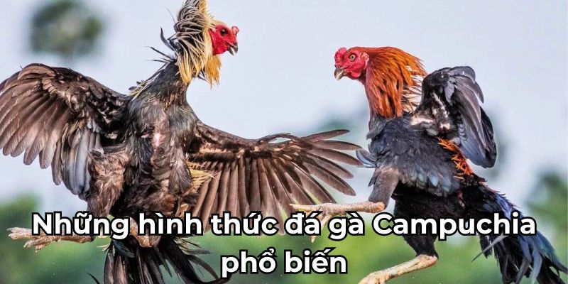 Những hình thức đá gà Campuchia phổ biến