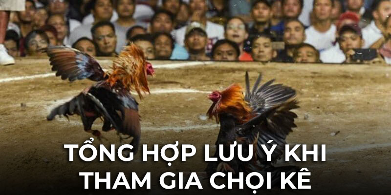 Tổng hợp các lưu ý khi tham gia cá cược chọi kê